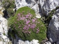 Cuscino Fiorito (O. Militi)